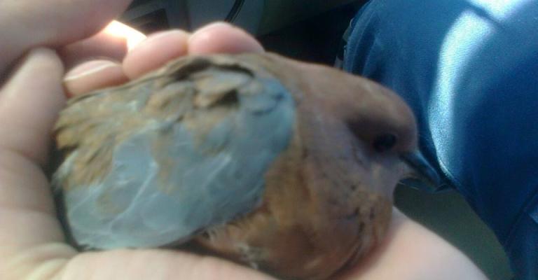 الدفاع المدني ينقذ حمامة علقت على أسلاك الكهرباء الدفاع المدني ينقذ حمامة علقت على أسلاك الكهرباء