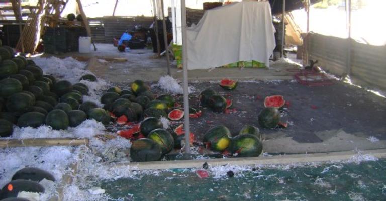 الأمانة تدرس ترخيص معرشات البطيخ