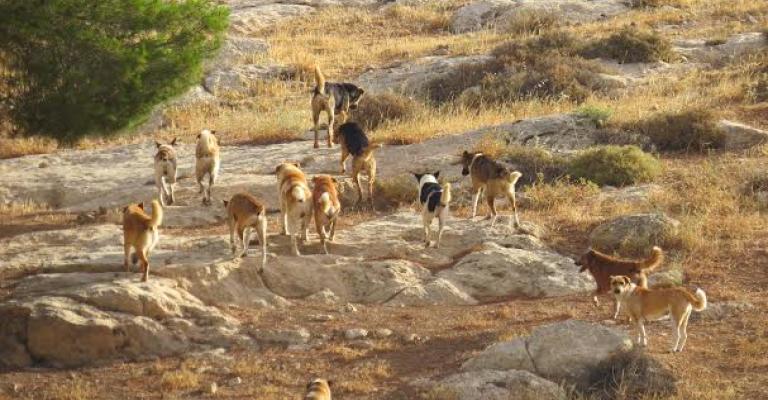 ارتفاع متوالٍ لحالات العقر بالزرقاء و"القرود" تدخل على الخط