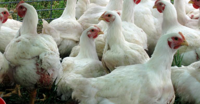 الزراعة تنفي استيراد الأردن دواجن من تركيا وكندا الزراعة تنفي استيراد الأردن دواجن من تركيا وكندا