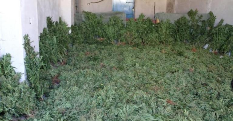 ضبط 290 كليو غرام مارجوانا في البلقاء
