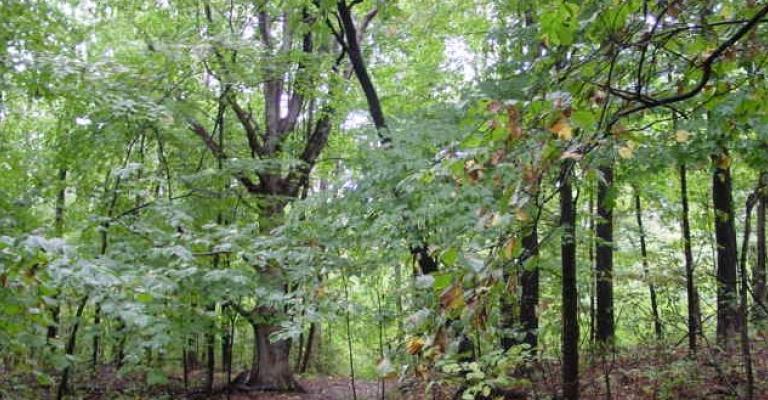 خبراء يحذرون من تراجع الثروة الحرجية في الأردن