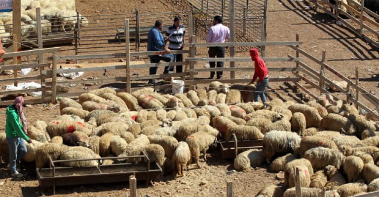 بلتاجي : تخصيص مواقع لبيع وذبح الاضاحي في عمان وفقا للمعايير والاشتراطات الصحية والبيئية