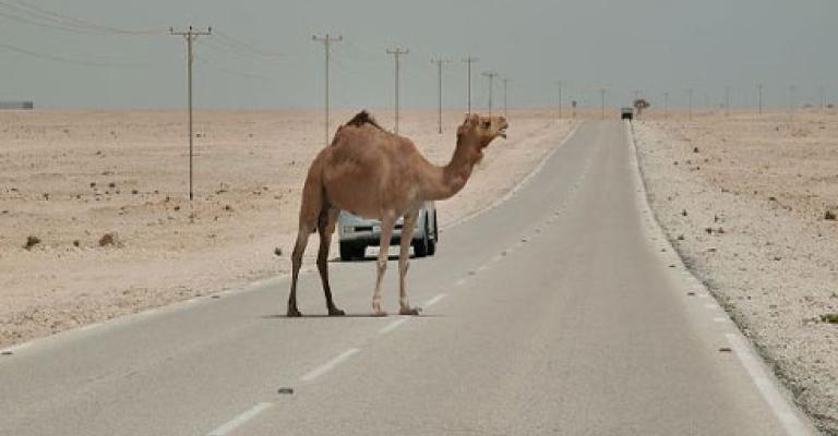 وفاة نتيجة اصطدام مركبة بجمل