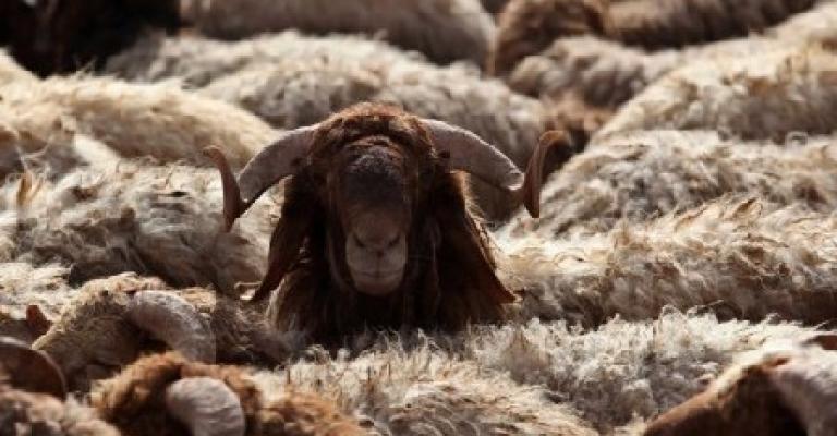 الأمانة تحدد 14 موقعاً لذبح الأضاحي الأمانة تحدد 14 موقعاً لذبح الأضاحي