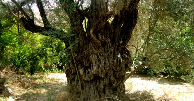 زيتونة معمرة في الأردن ساقها يتسع لثلاثة رجال زيتونة معمرة في الأردن ساقها يتسع لثلاثة رجال