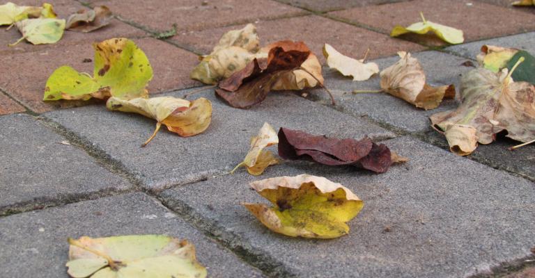 أجواء خريفية والعظمى في عمّان 29