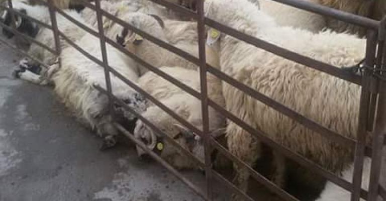 أسعار الأضاحي في الزرقاء بين 140 و260 دينارا، ومنع الحظائر داخل المدينة