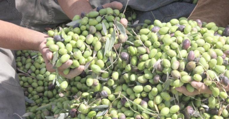 الزراعة: تصدير الزيتون لإسرائيل لا يؤثر على السوق المحلي