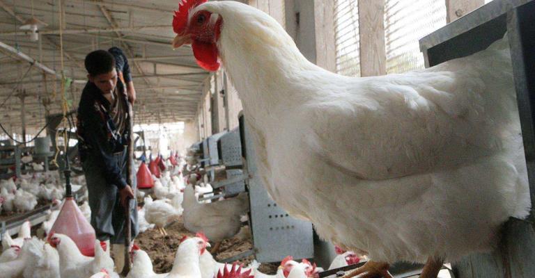 ترجيح ارتفاع أسعار الدواجن خلال المنخفض ترجيح ارتفاع أسعار الدواجن خلال المنخفض