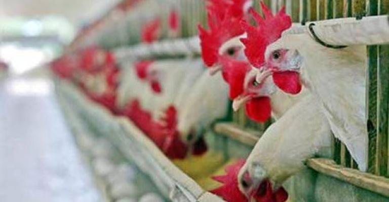 تكلفة إضافية على قطاع الدواجن تكلفة إضافية على قطاع الدواجن