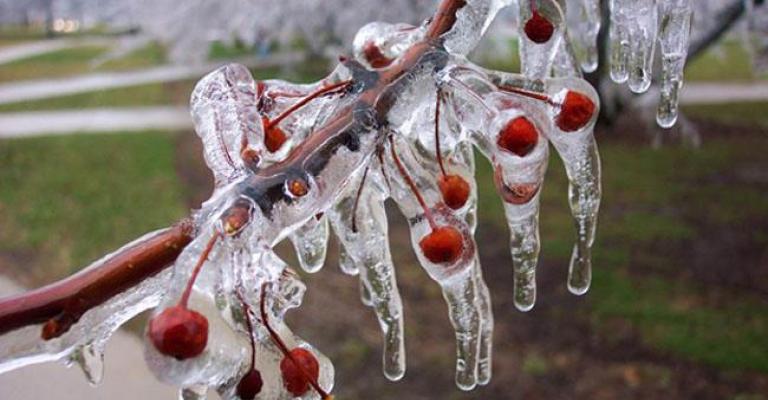 الصقيع يضرب في الأغوار وأسعار المنتجات الزراعية إلى ارتفاع الصقيع يضرب في الأغوار وأسعار المنتجات الزراعية إلى ارتفاع