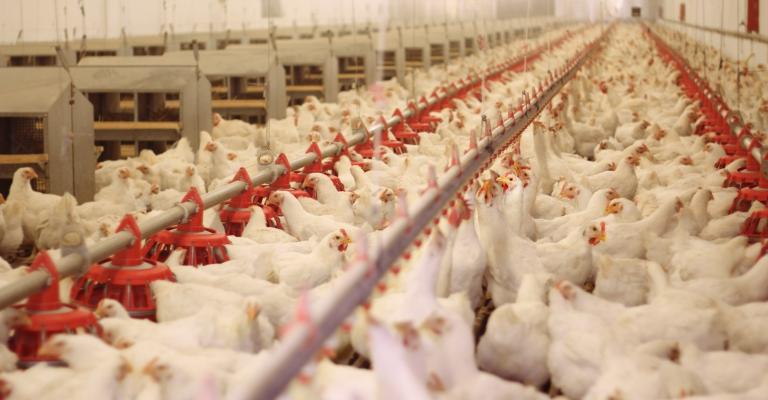 الصقيع يتسبب بنفوق مليون ونصف طائر الصقيع يتسبب بنفوق مليون ونصف طائر