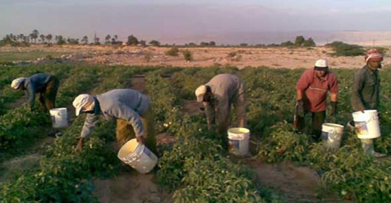 "العاملين في الزراعة" تحضر للتصعيد "العاملين في الزراعة" تحضر للتصعيد