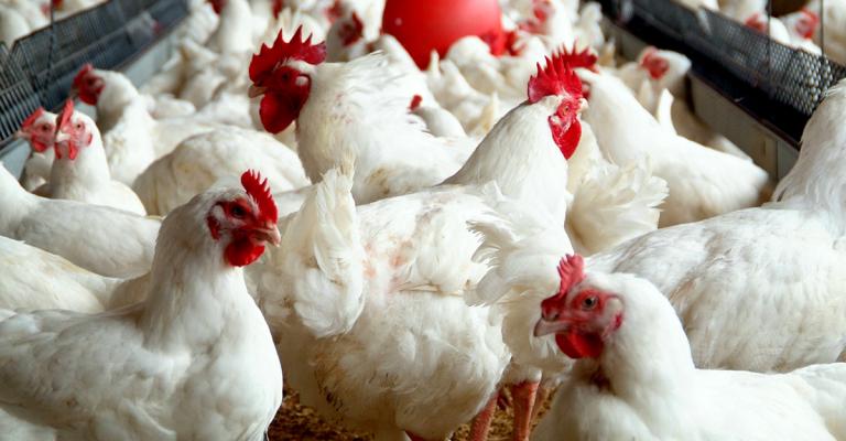 تهاوي أسعار الدواجن