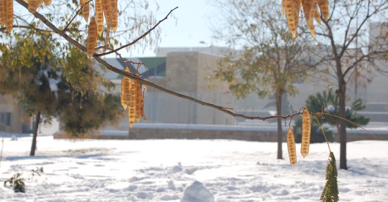 عمّان والثلجة الكبيرة