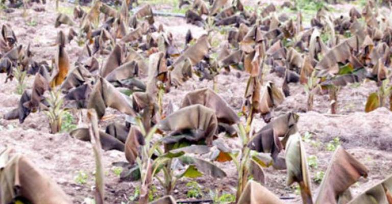 اتحاد المزارعين يطالب بتعديل نظام تعويض المتضررين‎