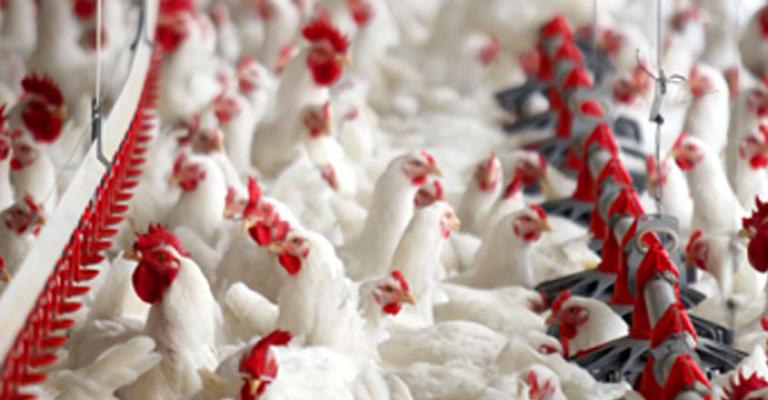 الزراعة تواصل جهودها مع القطاع الخاص لتنظيم انتاج الدجاج اللاحم الزراعة تواصل جهودها مع القطاع الخاص لتنظيم انتاج الدجاج اللاحم