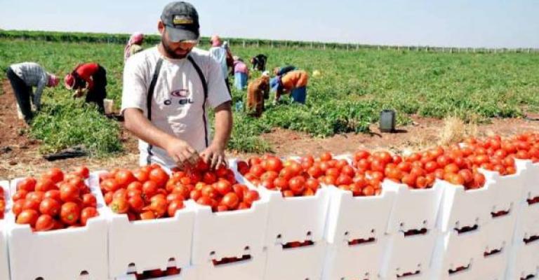 انخفاض أسعار الخضار والبندورة بـ7 قروش انخفاض أسعار الخضار والبندورة بـ7 قروش