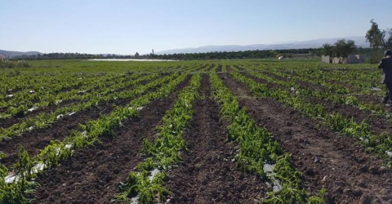 3 مليار دينار خسائر مزارعي وادي الأردن منذ 2011 3 مليار دينار خسائر مزارعي وادي الأردن منذ 2011