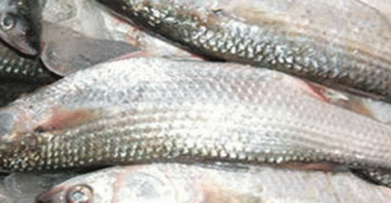 ضبط أسماك تحتوي على ديدان في الكرك