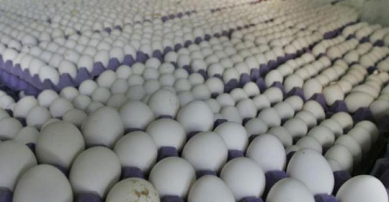 ترجيح انخفاض أسعار بيض المائدة