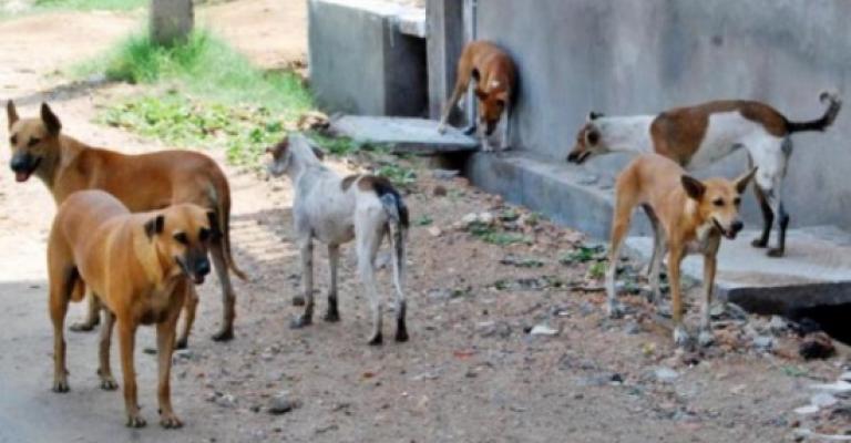 الأمانة: حملات على الحشرات والقوارض و الكلاب الضالة