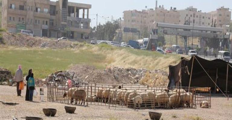 حملة لمنع الأغنام والإبل داخل الأحياء