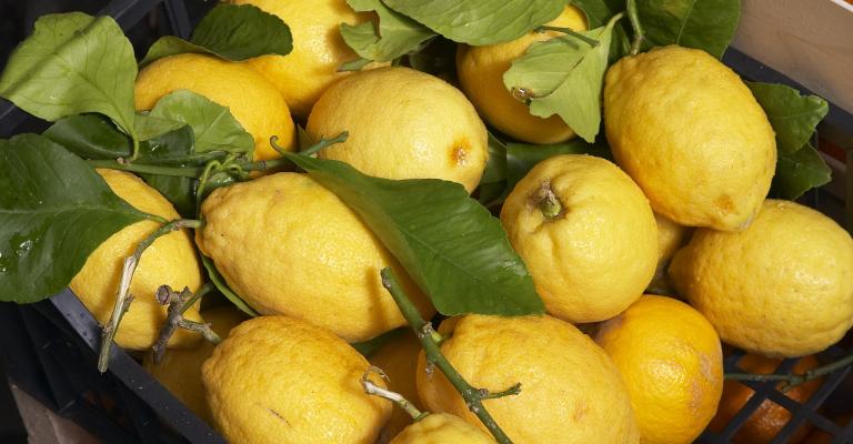 أسعار الليمون 