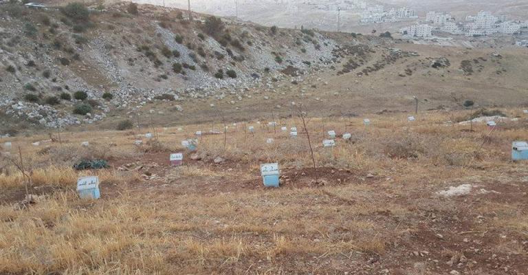 حال "غابة الإبداع" الأردنية