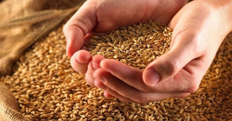 "الزراعة" تتسلم 20 الف طن قمح وشعير