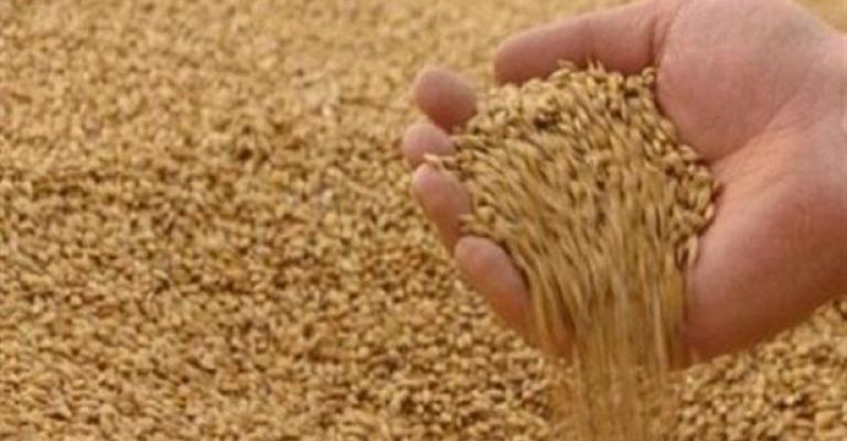 الأردن يطرح مناقصة لشراء 50 طن من القمح الصلد الأردن يطرح مناقصة لشراء 50 طن من القمح الصلد