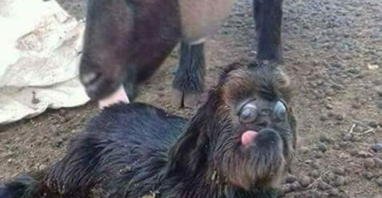 ماعز تضع حملا غريبا في المفرق ماعز تضع حملا غريبا في المفرق