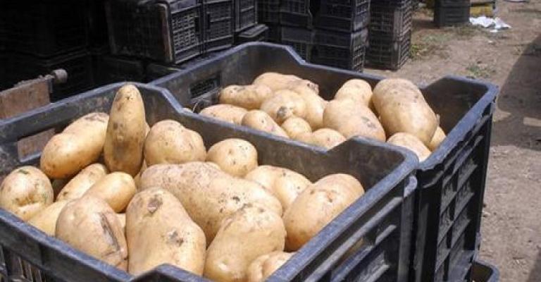 مزارعو وادي الأردن يطالبون بعدم السماح باستيراد البطاطا مزارعو وادي الأردن يطالبون بعدم السماح باستيراد البطاطا