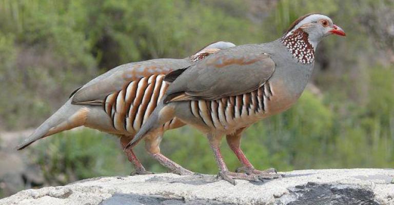 إطلاق طيور الشنار في مناطق الغابات بشمال المملكة