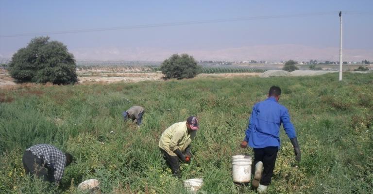 اتحاد المزارعين :رفع رسوم تصاريح العمل سينعكش سلبا على المستهلك‎