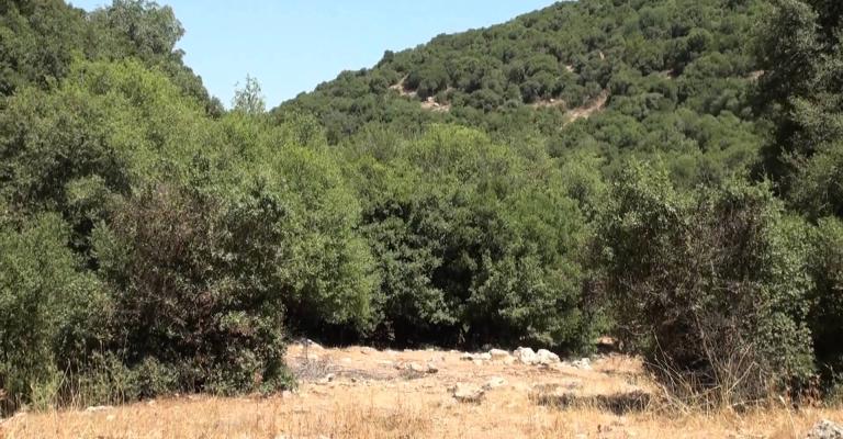 في اليوم العالمي للغابات .. تقصير في العناية وإعتداءات مستمرة‎