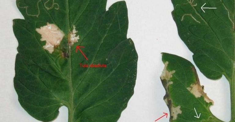 الزراعة: لا ظهور لإصابات بحفار البندورة في الأغوار الزراعة: لا ظهور لإصابات بحفار البندورة في الأغوار