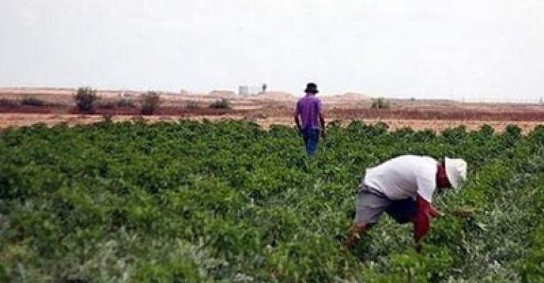 اتحاد المزارعين: لجنة التنسيق لم تقدم شيئا للقطاع اتحاد المزارعين: لجنة التنسيق لم تقدم شيئا للقطاع