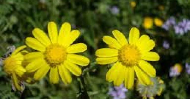 طقس حار اليوم وانخفاض درجات الحرارة غدا طقس حار اليوم وانخفاض درجات الحرارة غدا