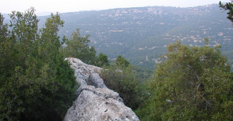 اجراءات مغلظة تنتظر المعتدين على الغابات اجراءات مغلظة تنتظر المعتدين على الغابات