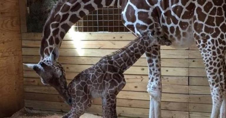 الزرافة "أبريل" تنجب في نيويورك