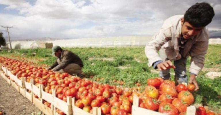 مزارعون: نقص العمالة المؤهلة سيؤدي إلى ارتفاع الأسعار مزارعون: نقص العمالة المؤهلة سيؤدي إلى ارتفاع الأسعار