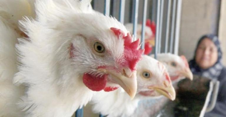 بداية رمضان ترفع أسعار الدواجن