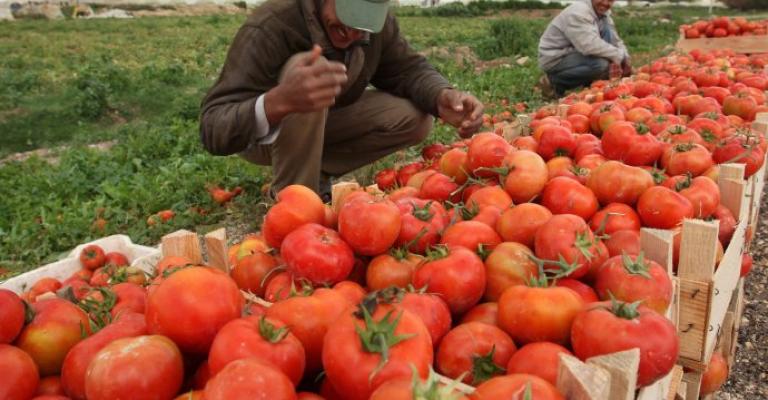 "المزارعين": مشغل تجفيف البندورة يستوعب فائض الإنتاج "المزارعين": مشغل تجفيف البندورة يستوعب فائض الإنتاج