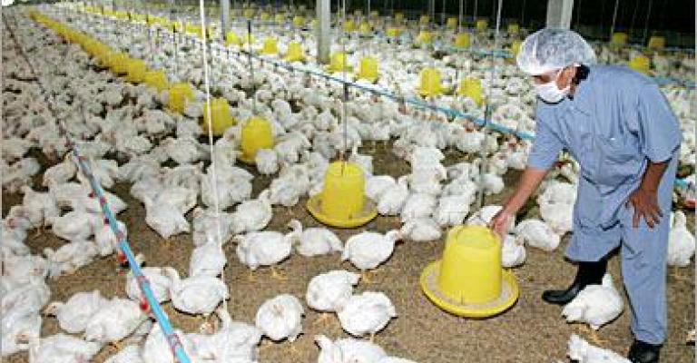 "الوطنية للدواجن" تنفي إغلاق مقرها في القطرانة