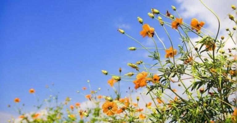 أجواء مشمسة وانخفاض طفيف على الحرارة