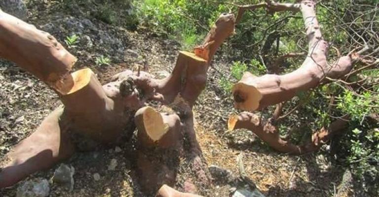 طائرات بدون طيار لمراقبة التعديات على الغابات