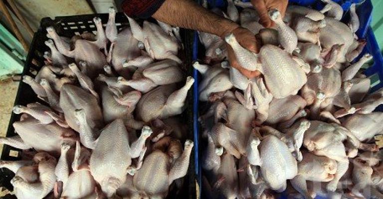 تهمة "تدوال غذاء غير صالح" لـ4 متهمين بقضية الدجاج الفاسد