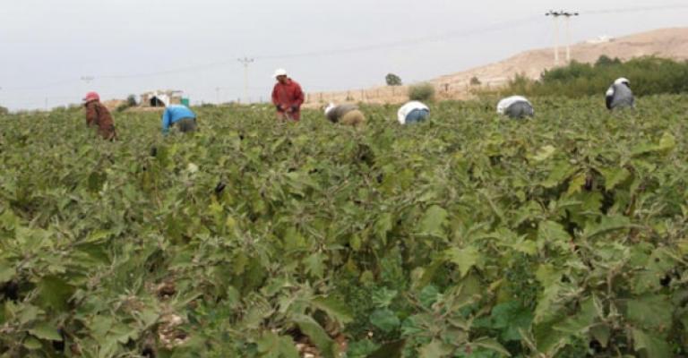 الزراعة: لا أضرار نتيجة لموجة الحر